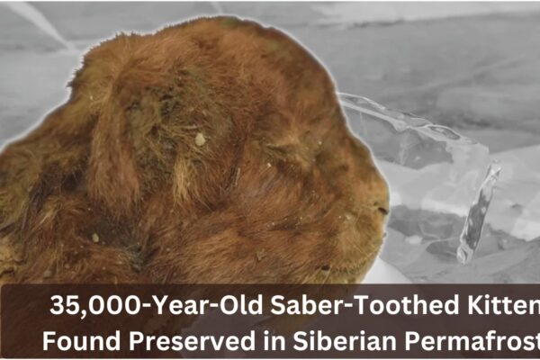 35,000-Year-Old Saber-Toothed Kitten Found Preserved in Siberian Permafrost