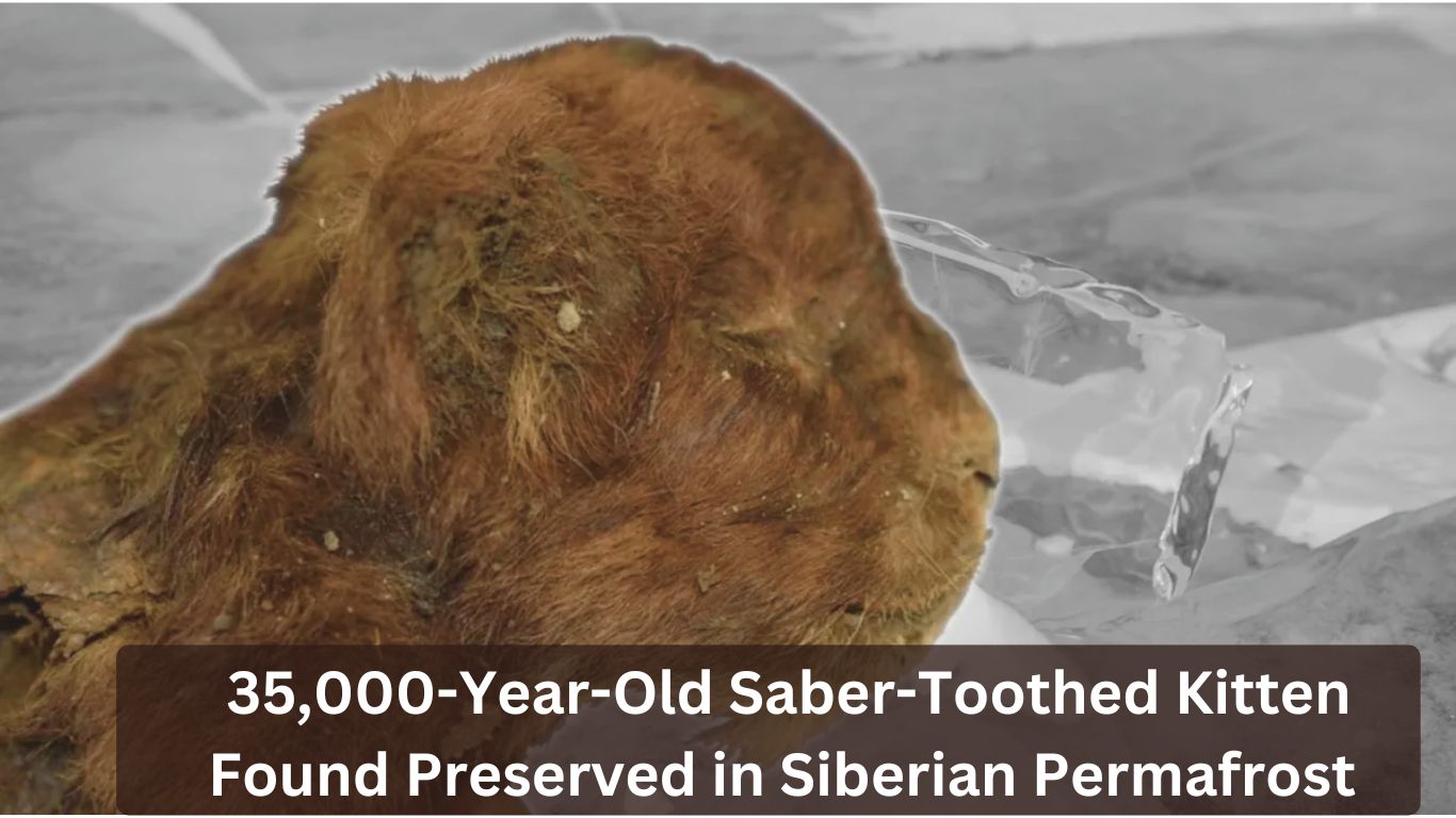 35,000-Year-Old Saber-Toothed Kitten Found Preserved in Siberian Permafrost